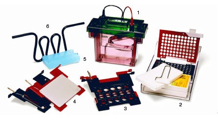 ����Trans-Blot�Dӡ��